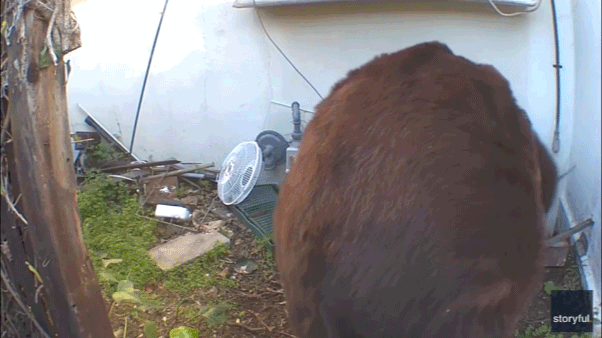 bear-squeezes-into-home.gif bear-squeezes-into-home.gif