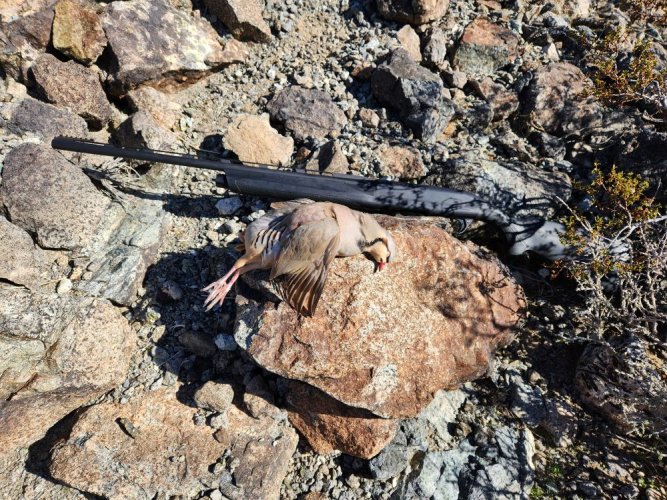 Chukar 2025.jpg Chukar 2025.jpg