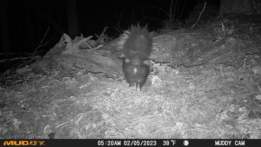 skunk butt 2025.JPG
