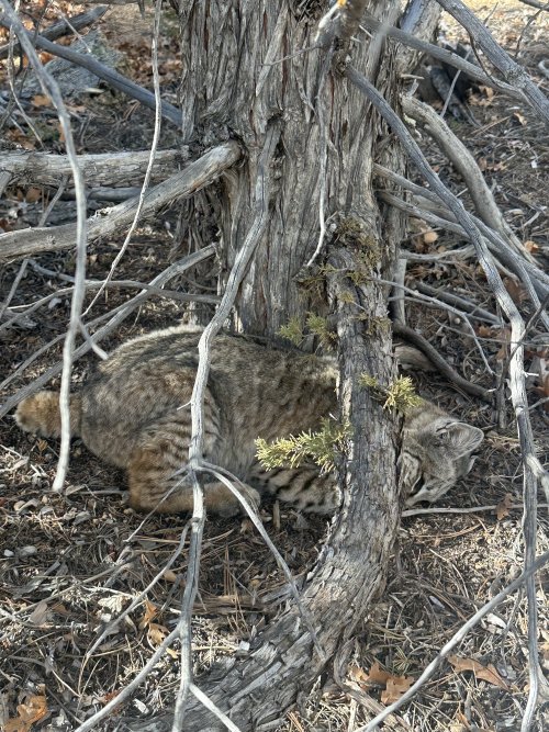 IMG_1600.jpeg IMG_1600.jpeg