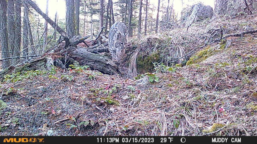 bobcat daytime den 2025.JPG