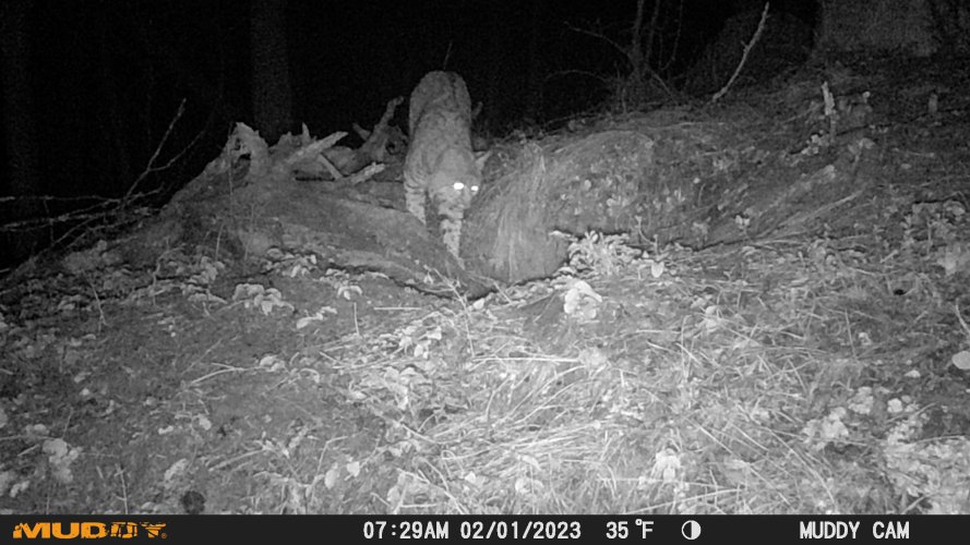 bobcat night den 2025.JPG