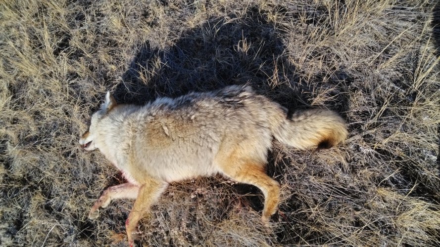 IMG_20260103_110425dog 1.jpg