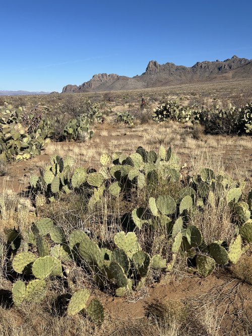 IMG_4646.jpeg IMG_4646.jpeg