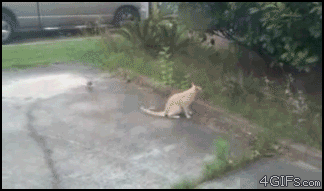 IMG_0181.gif