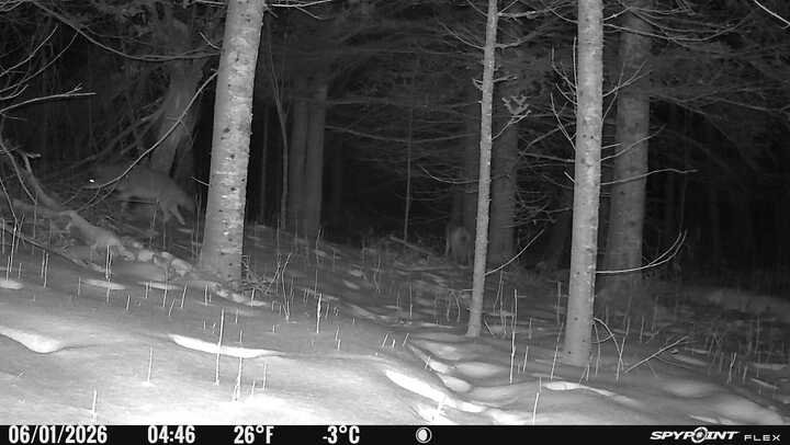 Spypoint_20260106_081758.jpg