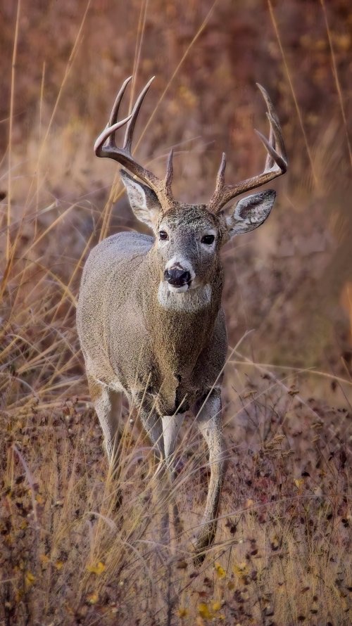 montana_buck.jpg