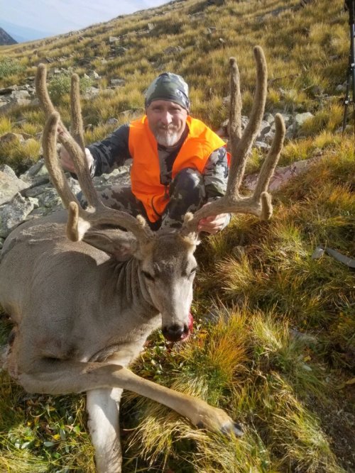 2019 Mule deer.jpg