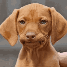IMG_1642.gif