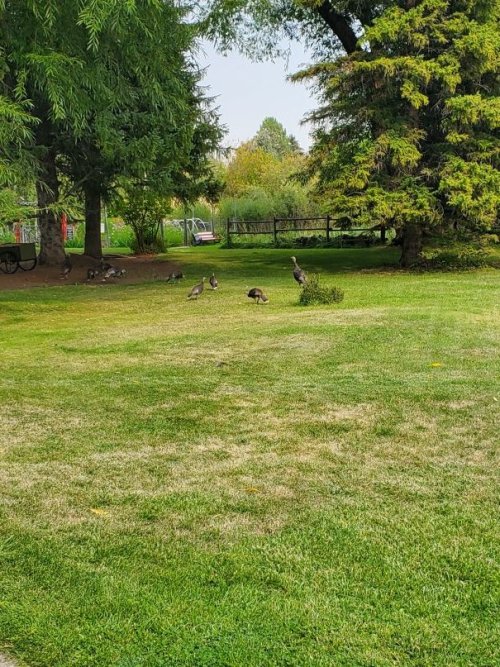 Yard birds.jpg