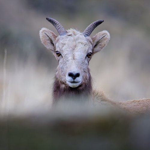 young_bighornsheep.jpg