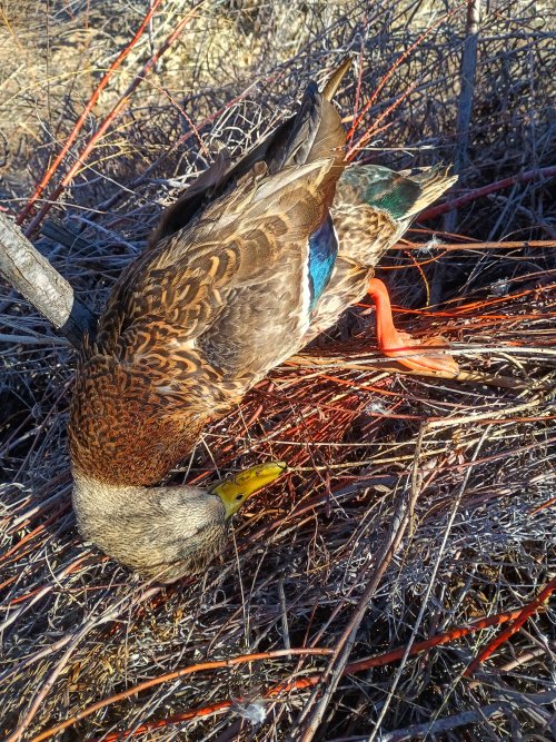 IMG_20260120_092933308_HDR.jpg IMG_20260120_092933308_HDR.jpg