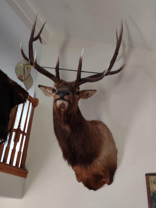 371 elk.jpg