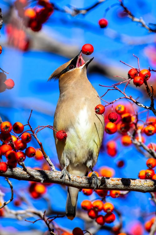 20260118-DSC_9957 - Copy.jpg