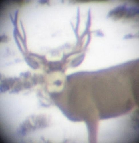 bigbuck_2_1_1.jpg