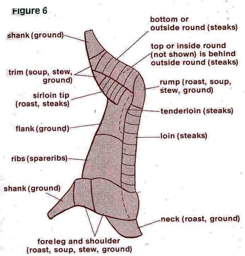 Whitetail Deer Butcher Chart