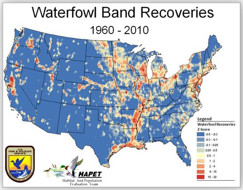 WaterfowlRecoveries1960-2010.jpg WaterfowlRecoveries1960-2010.jpg