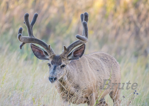 Muley Velvet   72 a-6911.JPG