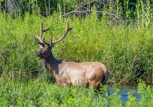 Velvet Elk in Creek  72 a-6726.jpg