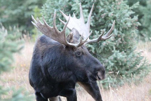 live moose1.jpg