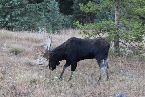 live moose3.jpg