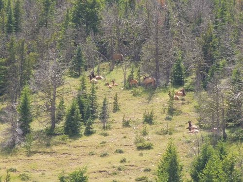 Elk Scouting 010.jpg