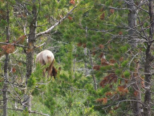 Elk Scouting 015.jpg