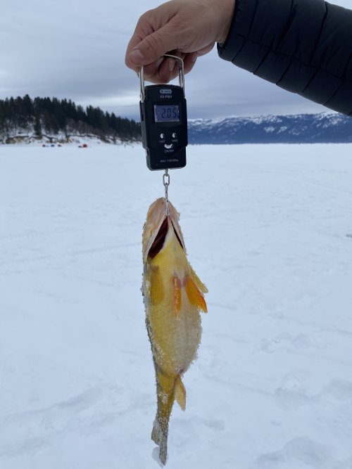 IMG_0711.jpeg IMG_0711.jpeg