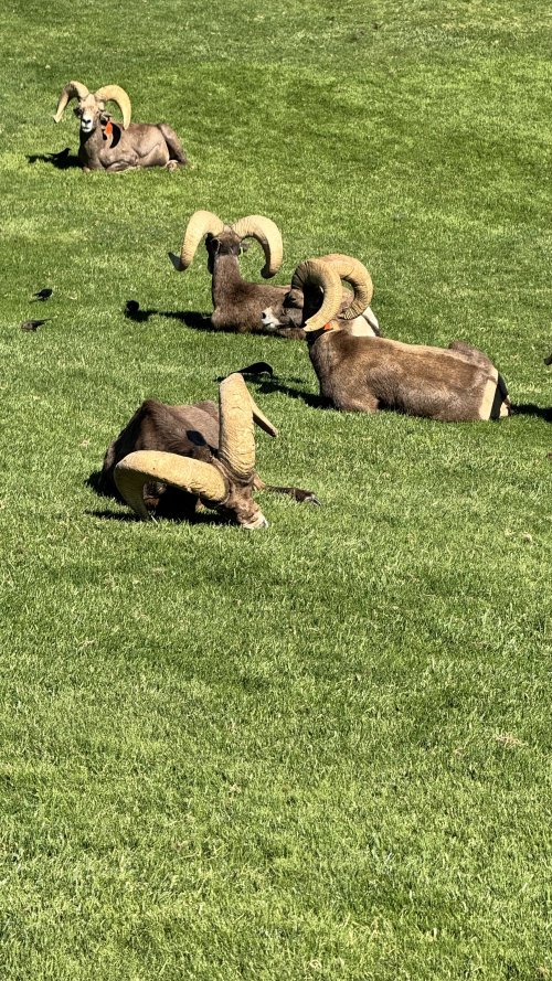 IMG_0713.jpeg IMG_0713.jpeg