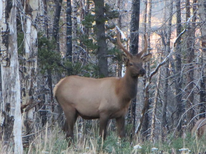 elkSpikeEmailsize.JPG elkSpikeEmailsize.JPG