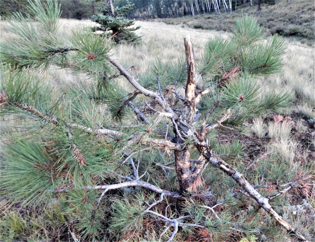 bull dtellite tree thrashed.JPG bull dtellite tree thrashed.JPG