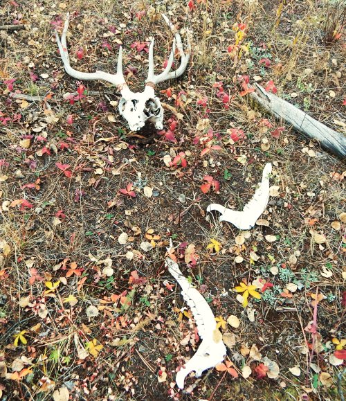 deadhead marks creek.JPG deadhead marks creek.JPG