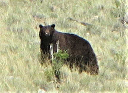 bear reinecker ridge 6-10-23 w Joe Beacom.JPG bear reinecker ridge 6-10-23 w Joe Beacom.JPG