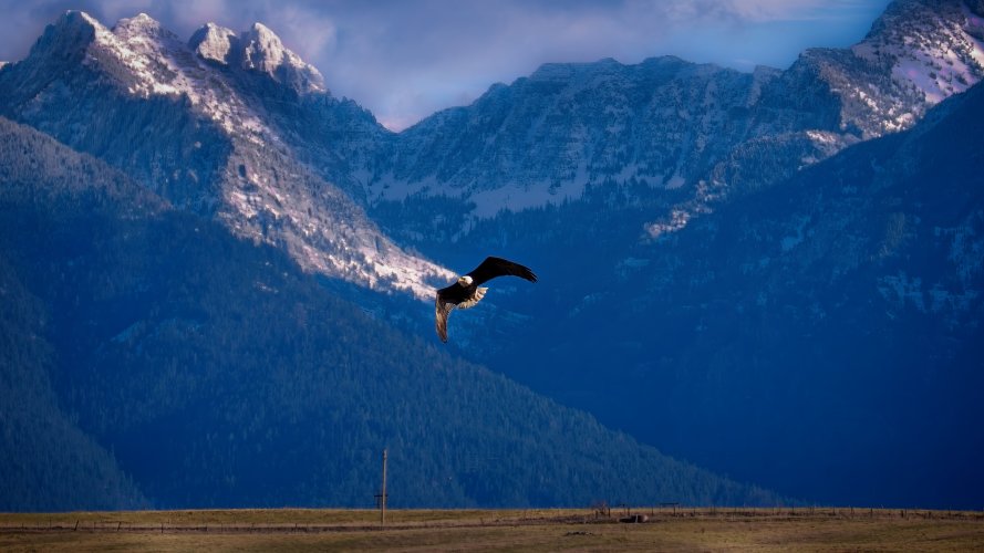 turning_eagle.jpg