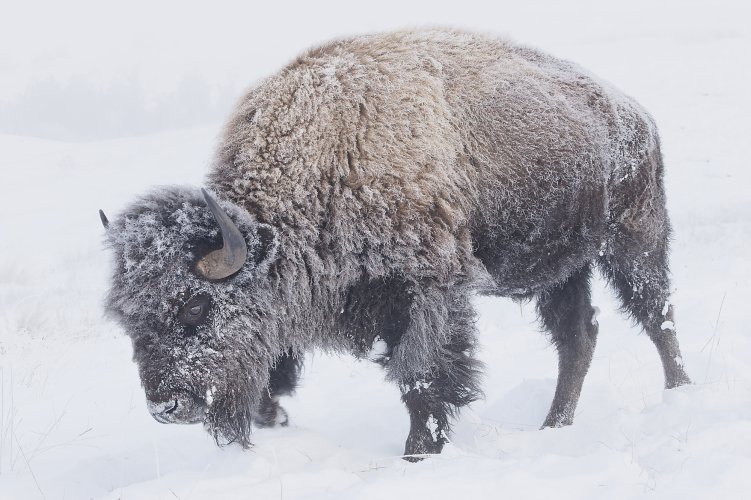 editbison1.jpg