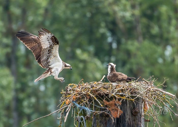 June 2019 a-7254.jpg