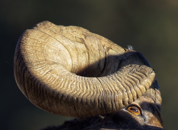 bighornresized.jpg