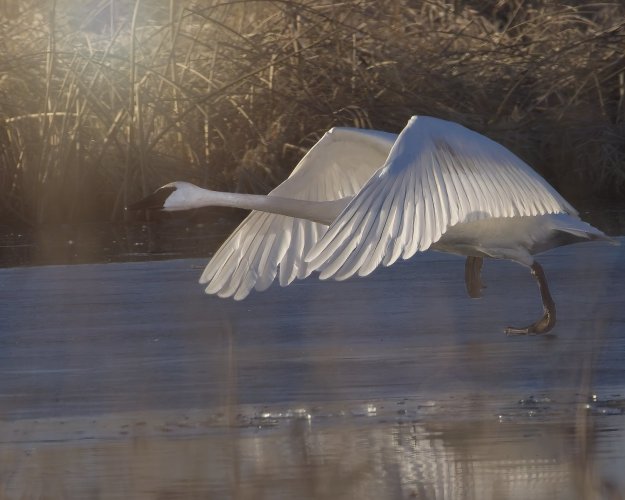 swanwinterlight.jpg
