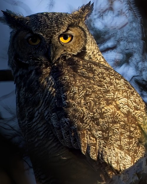 owl.jpg