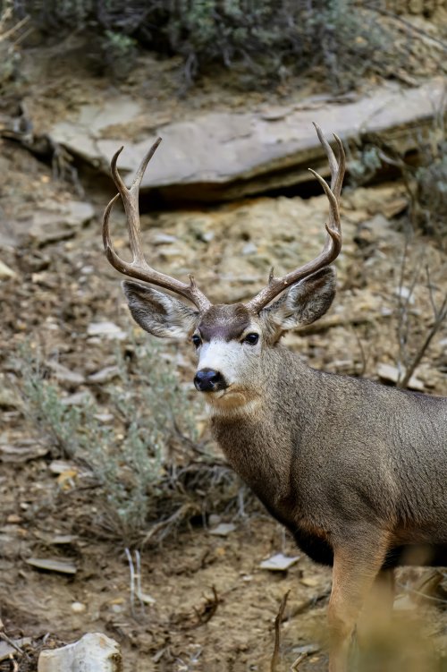 DSC_0123-1.jpeg
