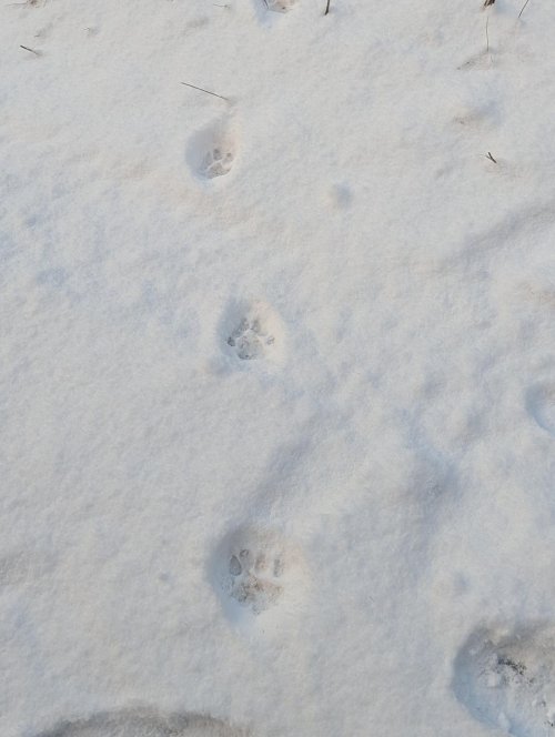 lion tracks.jpg lion tracks.jpg