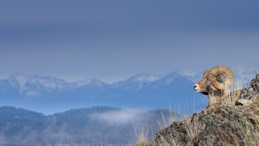 ram_landscape_resized.jpg ram_landscape_resized.jpg