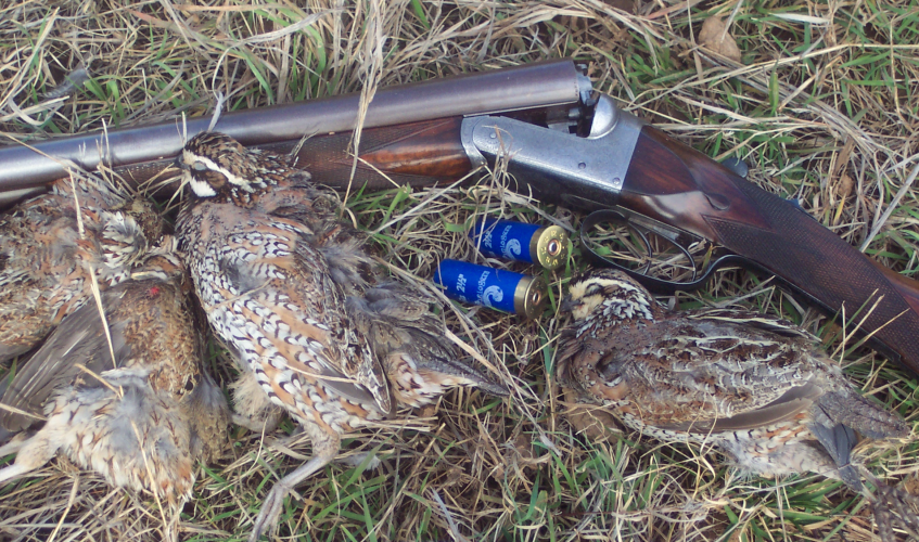 Quail.png