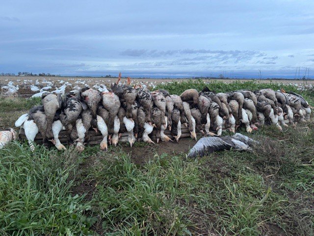 2026 geese.jpg