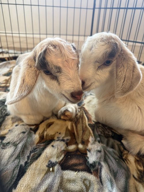 IMG_1051.jpeg IMG_1051.jpeg