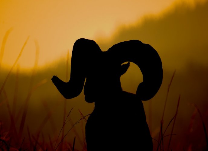 sunrise_ram.jpg sunrise_ram.jpg