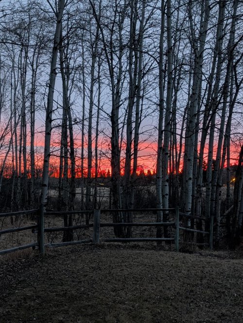 Dawn through sleeping aspens.jpg