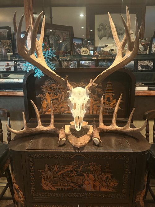 mule deer skull.jpg
