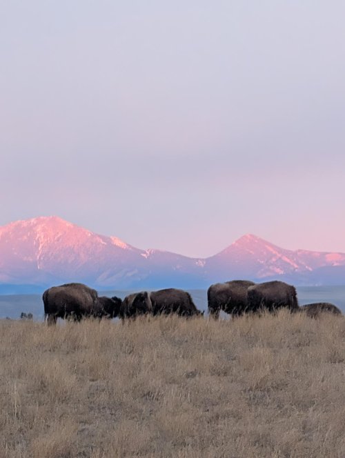 Bison with morning sun on the Tobacco Roots.jpg Bison with morning sun on the Tobacco Roots.jpg