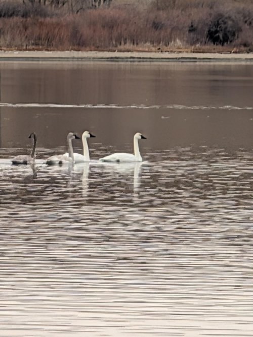 Pair of Trumpeter swans with cygnets Ennis Lake.jpg Pair of Trumpeter swans with cygnets Ennis Lake.jpg